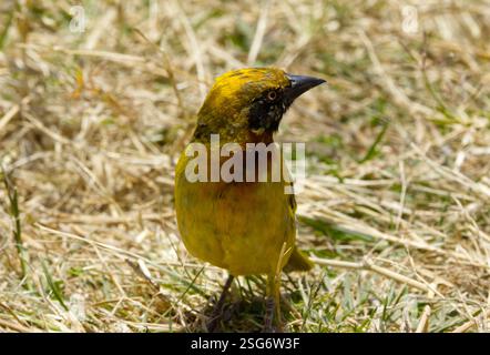 Un tisserand de Speke (Ploceus spekei) photographié dans la zone de conservation de Ngorongoro, cratère de Ngorongoro, Tanzanie, Afrique Banque D'Images