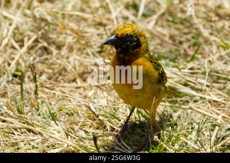 Un tisserand de Speke (Ploceus spekei) photographié dans la zone de conservation de Ngorongoro, cratère de Ngorongoro, Tanzanie, Afrique Banque D'Images