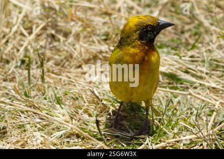 Un tisserand de Speke (Ploceus spekei) photographié dans la zone de conservation de Ngorongoro, cratère de Ngorongoro, Tanzanie, Afrique Banque D'Images