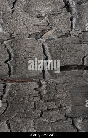 vue macro en gros plan de la texture brûlée du bois, surface détaillée noire de bois à moitié brûlé avec couche de charbon fissuré, abstrait spectaculaire de matériau sombre Banque D'Images