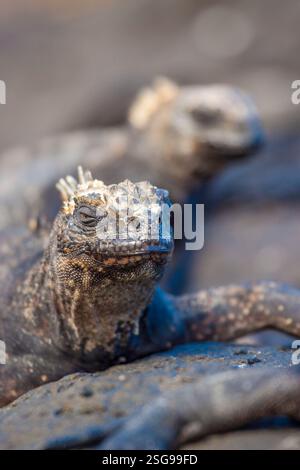 Iguane marin des Galapagos, Amblyrhynchus cristatus, réchauffement au soleil,, Tortuga Bay, Puerto Ayora, île de Santa Cruz, Galapagos, Équateur. Banque D'Images