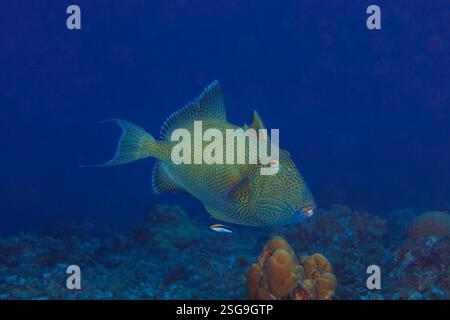 Le poisson-gâchette bleu, Pseudobalistes fuscus, semble très différent à mesure qu'il mûrit. Ce sous-adulte a changé radicalement depuis qu'il est juvénile et wi Banque D'Images