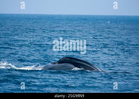 Une baleine bleue, Balaenoptera musculus, se nourrit en fente à la surface du krill, dans le Pacifique au large de la côte nord-ouest du Mexique. Les baleines bleues sont le larg Banque D'Images