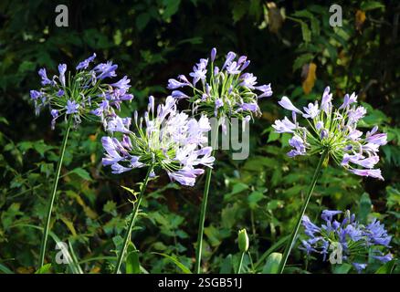 Les agapanthus violets brillants fleurissent dans un jardin rural australien. Banque D'Images