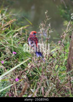 rosella cramoisie australienne avec la tête rouge vif et de belles plumes assis sur une branche dans le Bush près de la rivière Wingecarribee. Banque D'Images