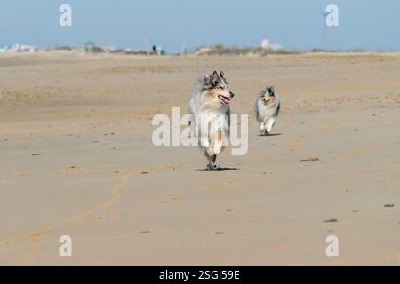Chiens heureux courant sur une immense plage vide Banque D'Images