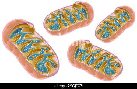 Illustration schématique d'un ensemble de mitochondries. Organite cellulaire responsable de la production d'énergie par respiration cellulaire. Banque D'Images