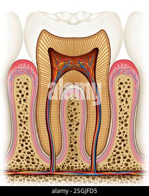 Illustration anatomique d'une molaire, montrant les différents éléments et parties qui la composent. Banque D'Images