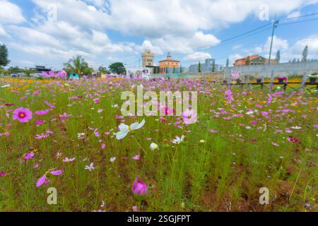 La beauté des champs de cosmos multicolores plantés dans de nombreux domaines pour la beauté, invitant les touristes à visiter en hiver à Nakhon Ratchasima Banque D'Images