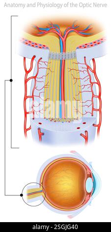 Représentation avec deux images sur le nerf optique, celle-ci transmet les signaux visuels de la rétine au cerveau, permettant la vision. Banque D'Images