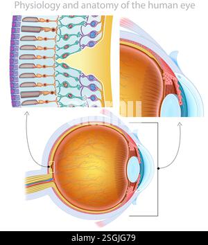 Illustration composée de différents agrandissements sur l'anatomie de l'œil, dans ceux-ci vous pouvez voir la rétine et la cornée en détail. Banque D'Images