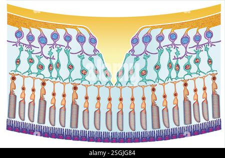 Schéma illustratif de la rétine montrant la macula, la fovéa et les cellules photoréceptrices photosensibles, les cônes et les bâtonnets. Banque D'Images