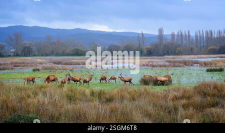 Troupeau de cerfs, de mâles de bois, de cerfs, de docs et de veaux ; pâturage dans une zone humide en hiver. Arbres et montagnes en arrière-plan. Plusieurs dollars regardant Banque D'Images