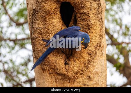 Un aras de jacinthe vibrant perché dans la forêt du Pantanal Banque D'Images