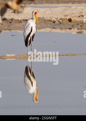 Cigogne à bec jaune (Mycteria ibis) avec réflexion Banque D'Images