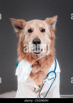 Berger allemand blanc habillé en vétérinaire Banque D'Images
