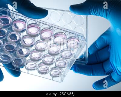 Biomédecine, scientifique préparant des cellules en milieu de croissance en laboratoire Banque D'Images