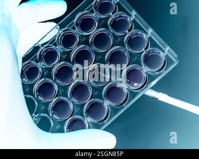 Biomédecine, scientifique préparant des cellules en milieu de croissance en laboratoire Banque D'Images