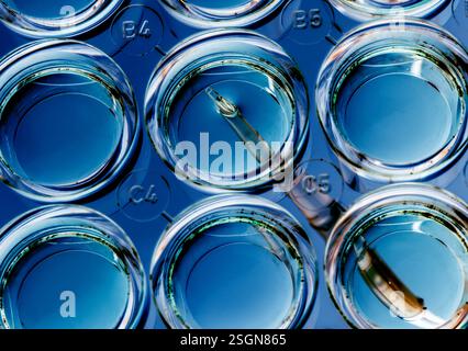 Biomédecine, scientifique préparant des cellules en milieu de croissance en laboratoire Banque D'Images