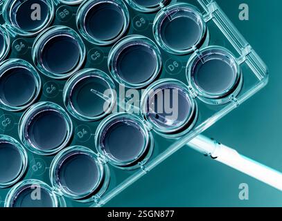 Biomédecine, scientifique préparant des cellules en milieu de croissance en laboratoire Banque D'Images