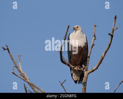Aigle africain (Haliaeetus vocifer) Banque D'Images