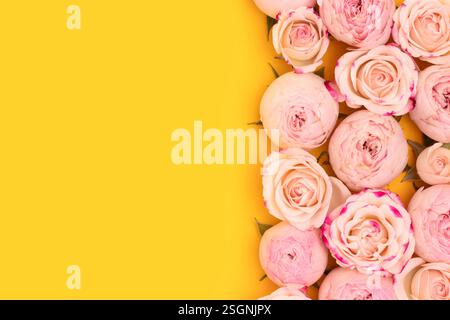 Texture de fleurs roses roses avec espace de copie sur fond jaune. Concept floral festif. Banque D'Images