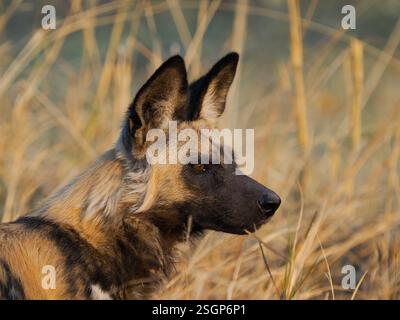 Chien sauvage d'Afrique (Lycaon pictus) Banque D'Images