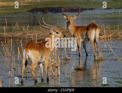 Lechwe (Kobus leche), lechwe rouge ou lechwe méridional debout dans un étang peu profond Banque D'Images