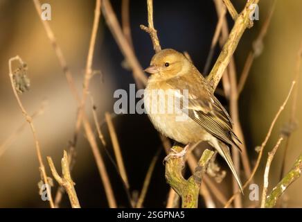 Oiseau Chaffinch femelle perché sur la branche d'un arbre au soleil Banque D'Images