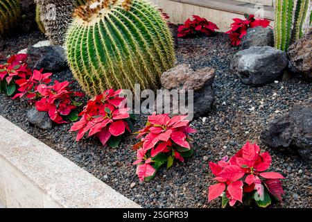 Le poinsettia, Euphorbia pulcherrima plante des fleurs connues sous le nom de fleur de Noël poussant à l'extérieur dans le parterre de fleurs à Tenerife, Espagne. Banque D'Images