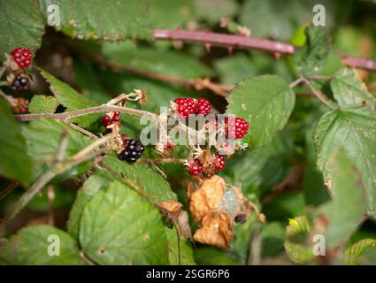 Mûres mûres et non mûres sur un Bush épineux – baies sauvages dans l'habitat naturel Banque D'Images