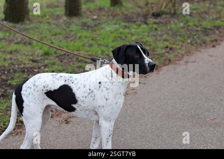 Concept de dressage de chien. Un chien noir et blanc marchant en laisse dans un parc. Beau chien avec tache en forme de coeur sur un côté. Banque D'Images