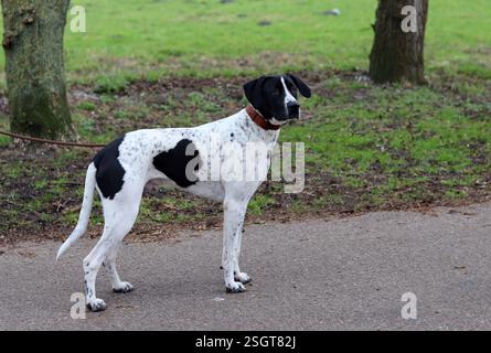Concept de dressage de chien. Un chien noir et blanc marchant en laisse dans un parc. Beau chien avec tache en forme de coeur sur un côté. Banque D'Images
