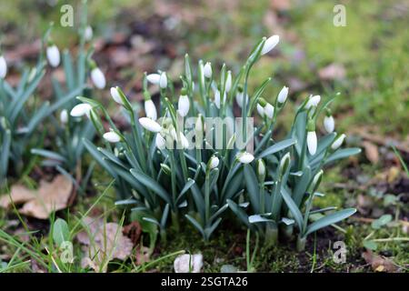 Fleurs de goutte de neige dans le jardin gros plan photo. Premières fleurs printanières. Fond de printemps. Banque D'Images