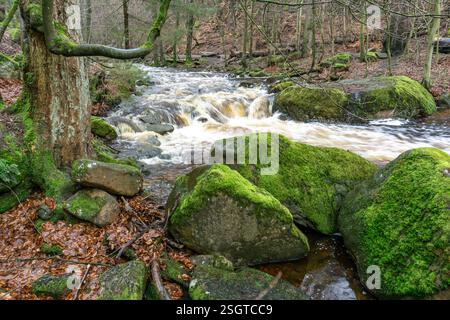 Die Ilse am Heinrich-Heine-Weg BEI Ilsenburg, Saxe-Anhalt, Deutschland | rivière Ilse sur le sentier Heinrich Heine près d'Ilsenburg, Saxe-Anhalt, Ger Banque D'Images