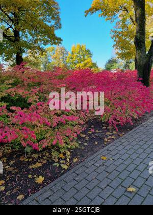 Paysage d'automne lumineux avec des arbustes brûlants roses et rouges vifs (Euonymus alatus), des arbres dorés et un ciel bleu clair. Un chemin pavé ajoute con Banque D'Images