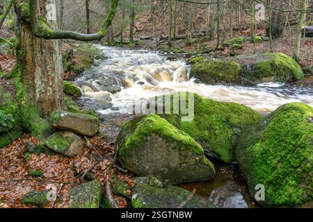 Ilsetal Die Ilse am Heinrich-Heine-Weg BEI Ilsenburg, Saxe-Anhalt, Deutschland rivière Ilse sur le sentier Heinrich Heine près d'Ilsenburg, Saxe-Anhalt Banque D'Images