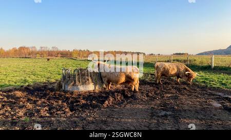 Un troupeau paisible de vaches qui paissent dans la campagne tranquille et pittoresque, incarnant l'essence de la vie rurale Banque D'Images