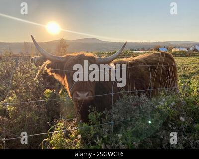 Une vache paisible paissant dans un champ ensoleillé Banque D'Images