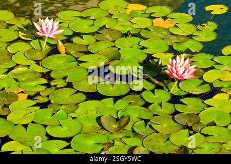 Deux fleurs roses flottent sur un étang de nénuphars verts. Les fleurs sont entourées d'une mer de nénuphars, créant une atmosphère paisible et sereine Banque D'Images