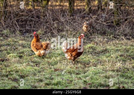 Poulets sur une ferme avicole errant librement un jour d'hiver ensoleillé Banque D'Images