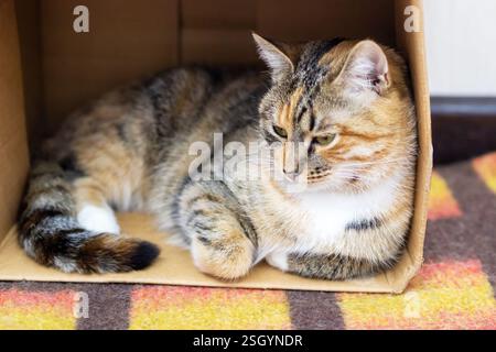 Un chat douillet est confortablement allongé dans une boîte en carton située sur un tapis moelleux, profitant de son moment paisible de détente Banque D'Images