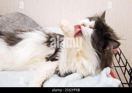 Un chat noir et blanc mignon lèche méticuleusement sa patte molle, démontrant son comportement de toilettage typique des félins Banque D'Images