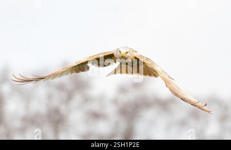 cerf-volant leucistique blanc rouge Banque D'Images