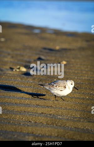Sandpiper Bird sur Sandy Beach of Grass Banque D'Images