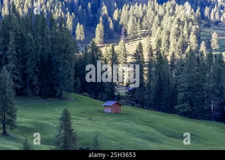 Une scène alpine paisible avec une cabane en bois solitaire dans une prairie herbeuse, bordée de grands pins et de collines douces dans les Dolomites Banque D'Images