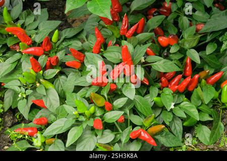 Spanischer Pfeffer Capsicum annuum, Paprika, Chili *** poivre espagnol Capsicum annuum , Paprika, Chili Banque D'Images