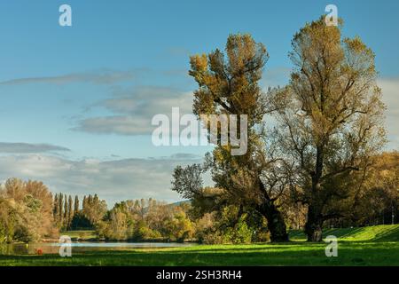Paysage d'automne avec de grands peupliers et une rivière. Ciel turquoise clair avec des nuages. Lumière latérale chaude. Piestany, Slovaquie Banque D'Images