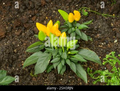 Spanischer Pfeffer Capsicum annuum, Paprika, Chili *** poivre espagnol Capsicum annuum , Paprika, Chili Banque D'Images