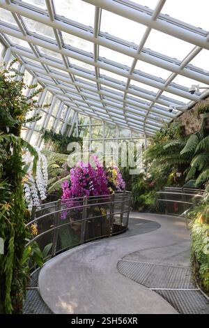 Orchidées vibrantes | jardins botaniques de Singapour Banque D'Images